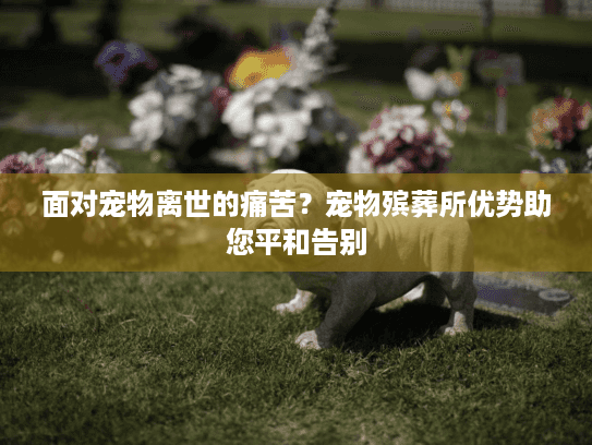 面对宠物离世的痛苦？宠物殡葬所优势助您平和告别