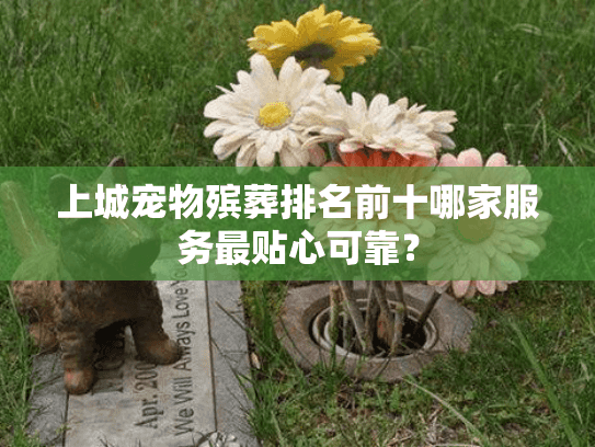 上城宠物殡葬排名前十哪家服务最贴心可靠？