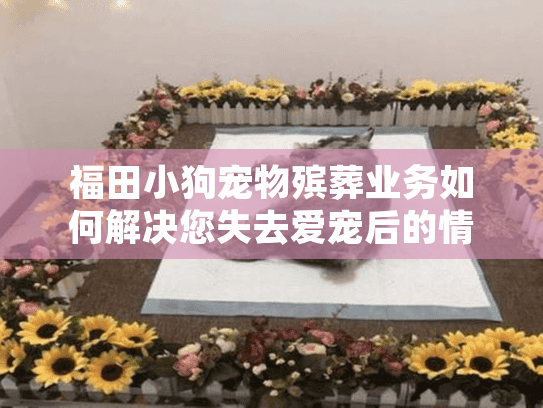 福田小狗宠物殡葬业务如何解决您失去爱宠后的情感困扰？