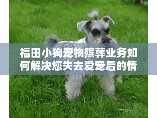 福田小狗宠物殡葬业务如何解决您失去爱宠后的情感困扰？