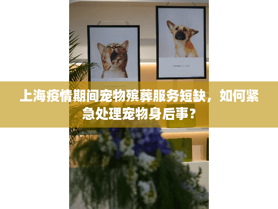 上海疫情期间宠物殡葬服务短缺，如何紧急处理宠物身后事？