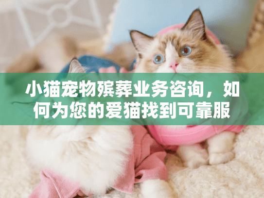 小猫宠物殡葬业务咨询，如何为您的爱猫找到可靠服务？