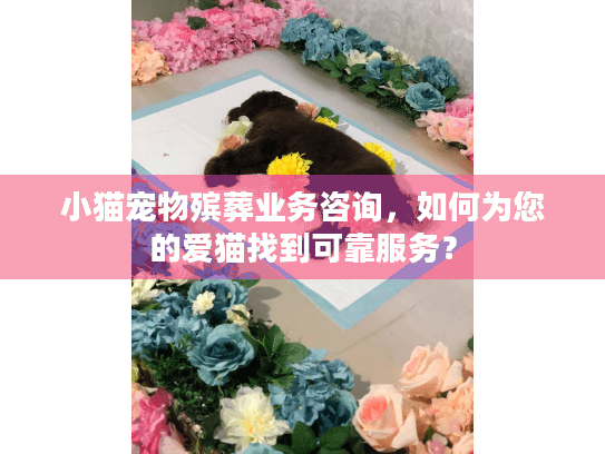 小猫宠物殡葬业务咨询，如何为您的爱猫找到可靠服务？