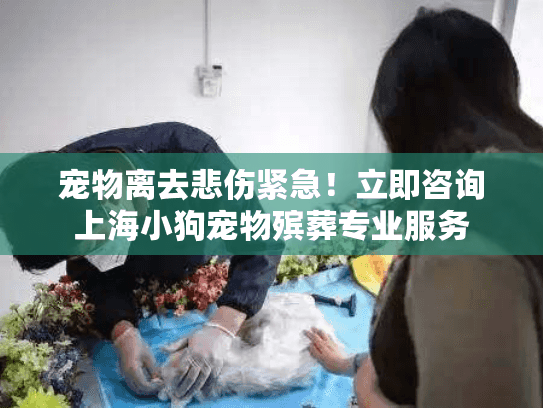 宠物离去悲伤紧急！立即咨询上海小狗宠物殡葬专业服务