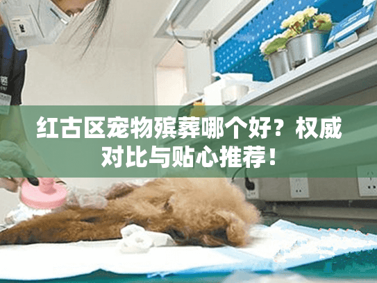 红古区宠物殡葬哪个好？权威对比与贴心推荐！