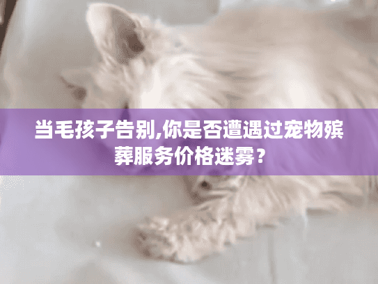 当毛孩子告别,你是否遭遇过宠物殡葬服务价格迷雾？