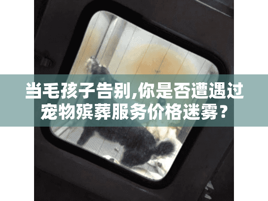 当毛孩子告别,你是否遭遇过宠物殡葬服务价格迷雾？