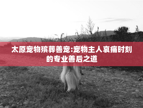太原宠物殡葬善宠:宠物主人哀痛时刻的专业善后之道