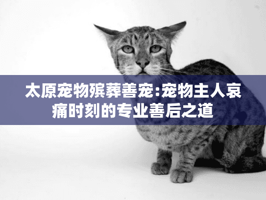 太原宠物殡葬善宠:宠物主人哀痛时刻的专业善后之道