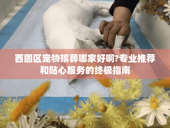 西固区宠物殡葬哪家好啊?专业推荐和贴心服务的终极指南