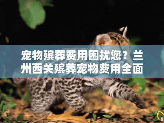 宠物殡葬费用困扰您？兰州西关殡葬宠物费用全面指南
