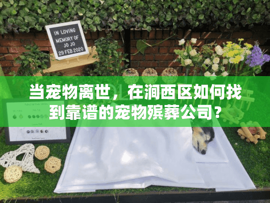 当宠物离世，在涧西区如何找到靠谱的宠物殡葬公司？