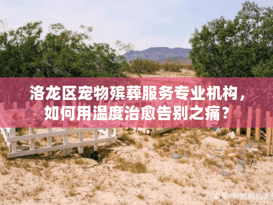 洛龙区宠物殡葬服务专业机构，如何用温度治愈告别之痛？