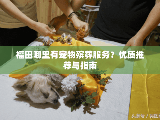 福田哪里有宠物殡葬服务？优质推荐与指南