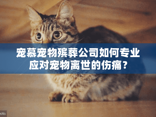 宠慕宠物殡葬公司如何专业应对宠物离世的伤痛？