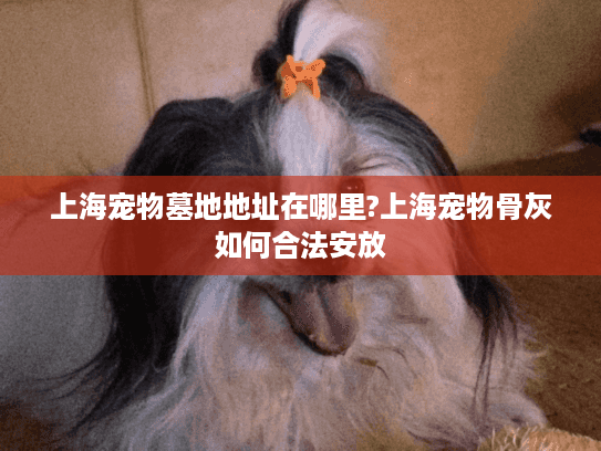 上海宠物墓地地址在哪里?上海宠物骨灰如何合法安放