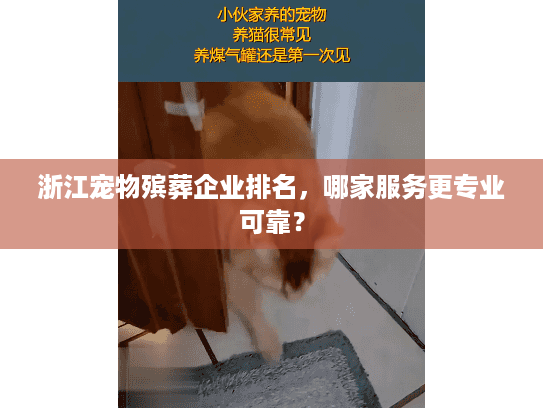 浙江宠物殡葬企业排名，哪家服务更专业可靠？
