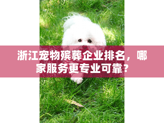 浙江宠物殡葬企业排名，哪家服务更专业可靠？
