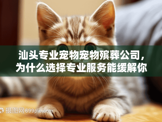 汕头专业宠物宠物殡葬公司，为什么选择专业服务能缓解你的哀痛？