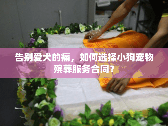 告别爱犬的痛，如何选择小狗宠物殡葬服务合同？
