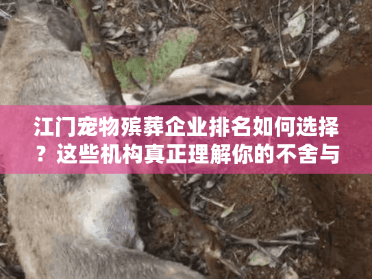 江门宠物殡葬企业排名如何选择？这些机构真正理解你的不舍与需求