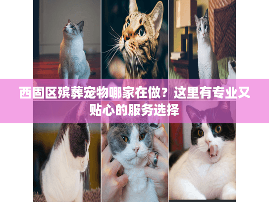 西固区殡葬宠物哪家在做？这里有专业又贴心的服务选择