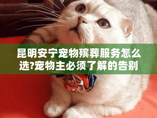 昆明安宁宠物殡葬服务怎么选?宠物主必须了解的告别指南
