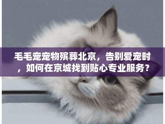 毛毛宠宠物殡葬北京，告别爱宠时，如何在京城找到贴心专业服务？
