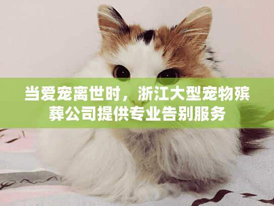 当爱宠离世时，浙江大型宠物殡葬公司提供专业告别服务