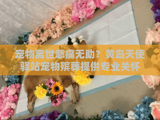 宠物离世悲痛无助？黄岛天使驿站宠物殡葬提供专业关怀