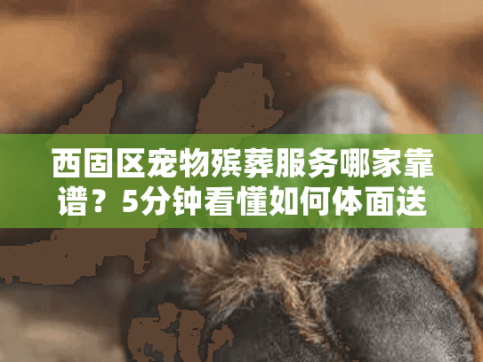西固区宠物殡葬服务哪家靠谱？5分钟看懂如何体面送别爱宠