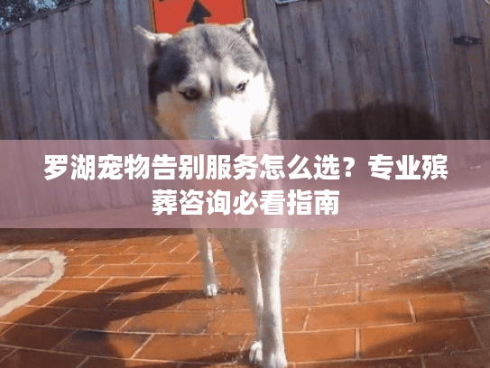 罗湖宠物告别服务怎么选？专业殡葬咨询必看指南