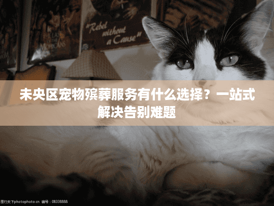 未央区宠物殡葬服务有什么选择？一站式解决告别难题