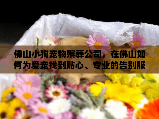 佛山小狗宠物殡葬公司，在佛山如何为爱宠找到贴心、专业的告别服务？