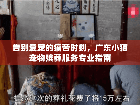 告别爱宠的痛苦时刻，广东小猫宠物殡葬服务专业指南
