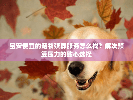 宝安便宜的宠物殡葬服务怎么找？解决预算压力的贴心选择