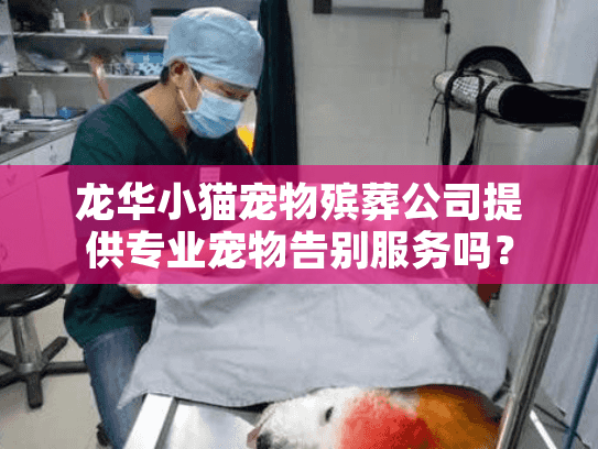 龙华小猫宠物殡葬公司提供专业宠物告别服务吗？