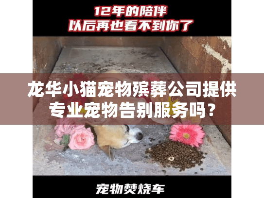龙华小猫宠物殡葬公司提供专业宠物告别服务吗？