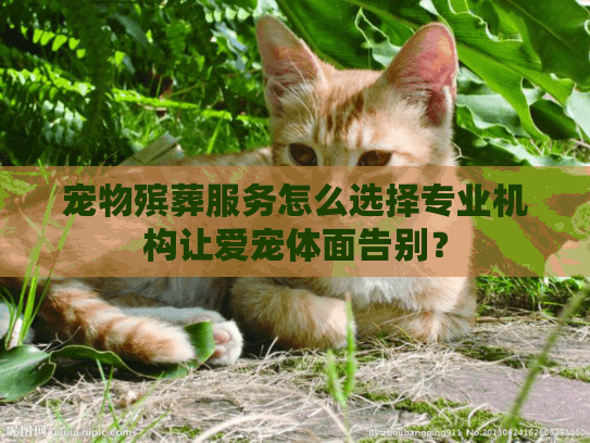宠物殡葬服务怎么选择专业机构让爱宠体面告别？
