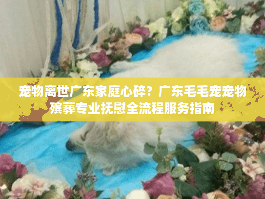 宠物离世广东家庭心碎？广东毛毛宠宠物殡葬专业抚慰全流程服务指南