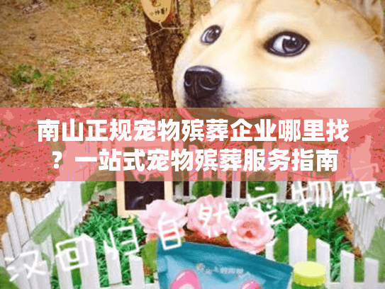 南山正规宠物殡葬企业哪里找？一站式宠物殡葬服务指南