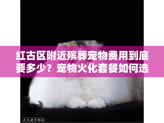 红古区附近殡葬宠物费用到底要多少？宠物火化套餐如何选择？