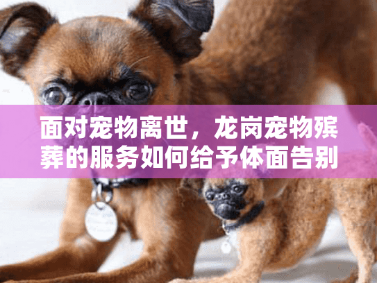 面对宠物离世，龙岗宠物殡葬的服务如何给予体面告别？
