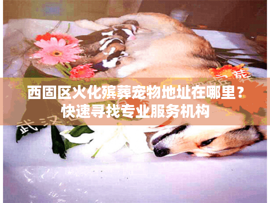 西固区火化殡葬宠物地址在哪里？快速寻找专业服务机构