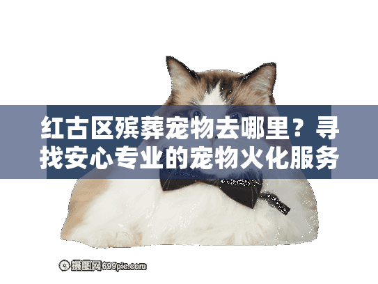红古区殡葬宠物去哪里？寻找安心专业的宠物火化服务