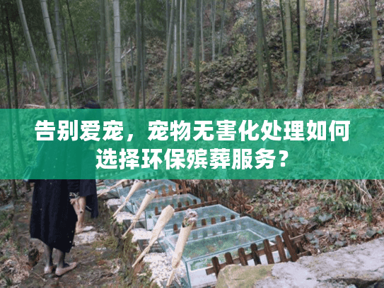 告别爱宠，宠物无害化处理如何选择环保殡葬服务？