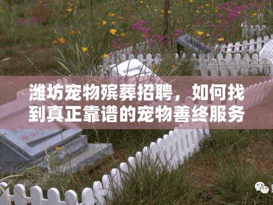 潍坊宠物殡葬招聘，如何找到真正靠谱的宠物善终服务岗位?