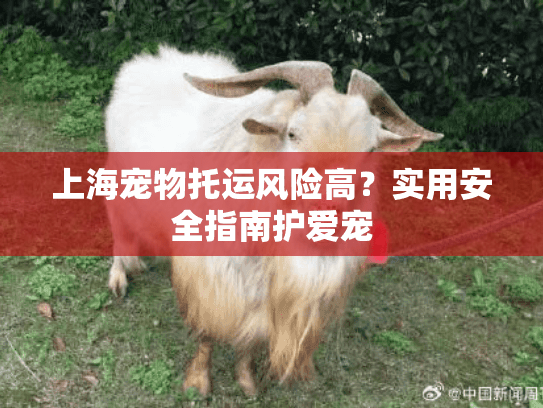 上海宠物托运风险高？实用安全指南护爱宠