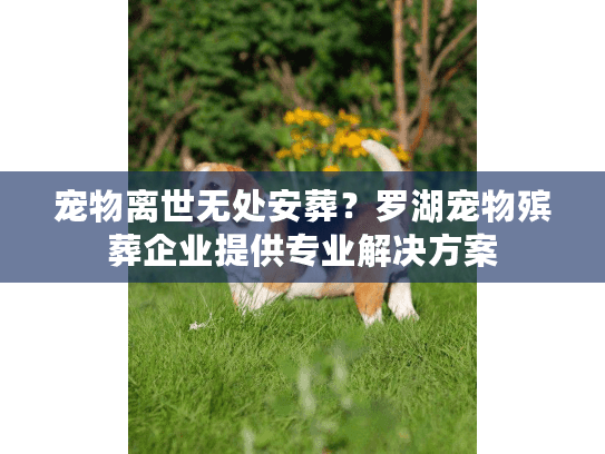 宠物离世无处安葬？罗湖宠物殡葬企业提供专业解决方案