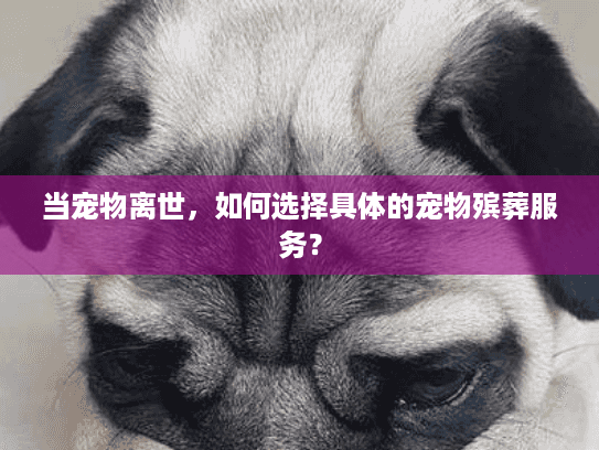 当宠物离世，如何选择具体的宠物殡葬服务？